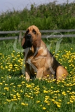 Bloodhound