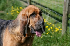 Bloodhound