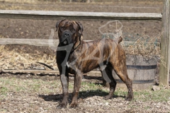 Boerboel