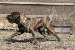 Boerboel