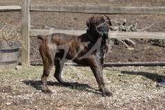 Boerboel