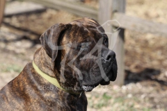 Boerboel