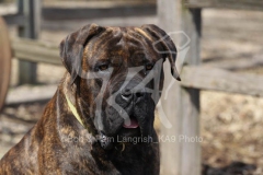 Boerboel