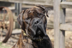 Boerboel