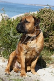 Boerboel