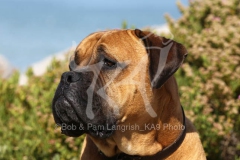 Boerboel