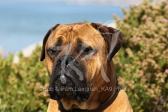 Boerboel