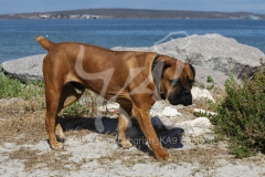 Boerboel