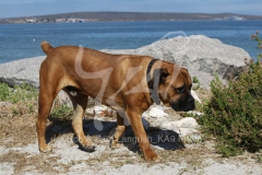 Boerboel