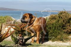 Boerboel