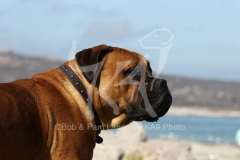 Boerboel