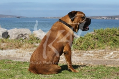 Boerboel