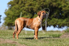 Boerboel