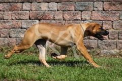 Boerboel