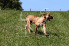 Boerboel