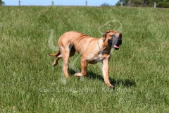 Boerboel