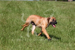 Boerboel