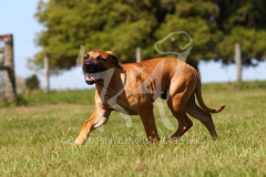 Boerboel