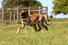 Boerboel