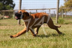 Boerboel