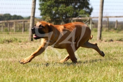 Boerboel