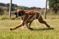 Boerboel