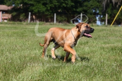 Boerboel