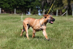 Boerboel