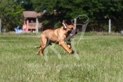 Boerboel