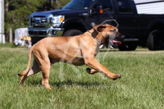 Boerboel