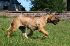 Boerboel