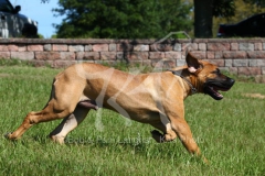 Boerboel