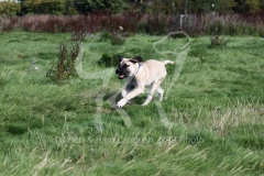 Boerboel