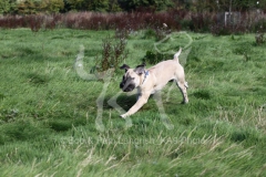 Boerboel