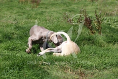 Boerboel