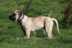 Boerboel