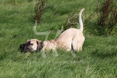 Boerboel