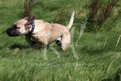 Boerboel