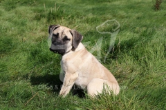 Boerboel