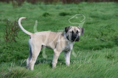 Boerboel