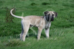 Boerboel