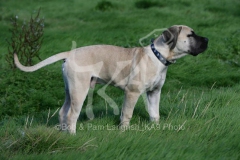 Boerboel