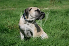 Boerboel