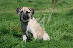 Boerboel