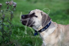 Boerboel