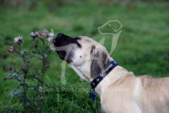 Boerboel