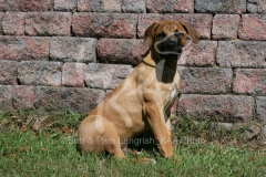 Boerboel