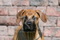 Boerboel