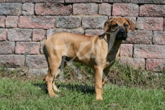 Boerboel