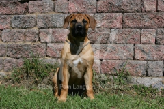 Boerboel